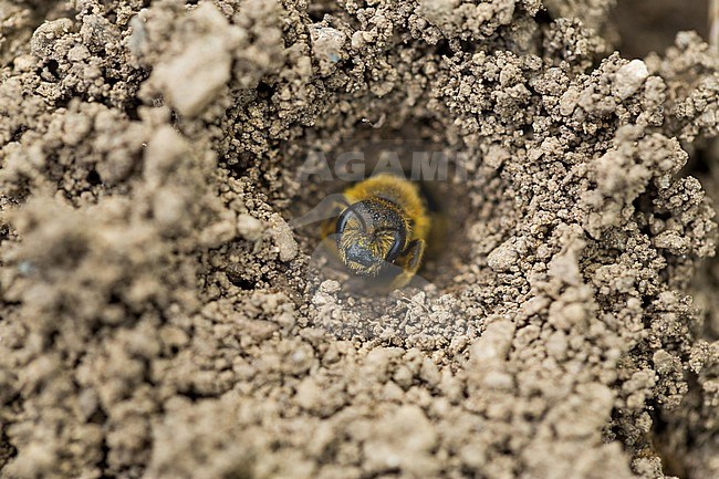 Halictus scabiosae - Great banded furrow-bee - Gelbbindige Furchenbiene, Germany, imago, female stock-image by Agami/Ralph Martin,