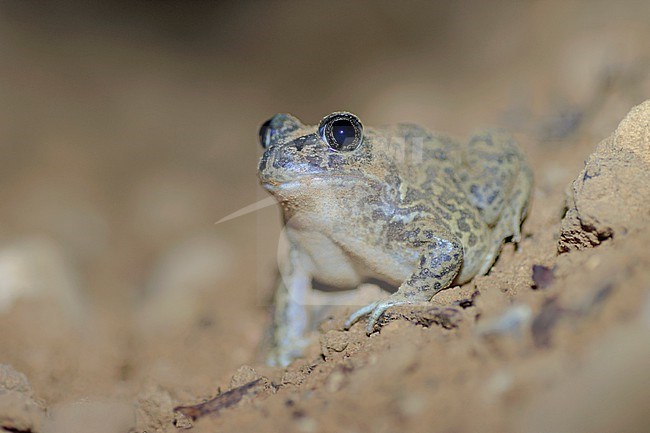 Western Spadefoot (Pelobates cultripes) taken the 03/04/2022 at Oppède - France. stock-image by Agami/Nicolas Bastide,