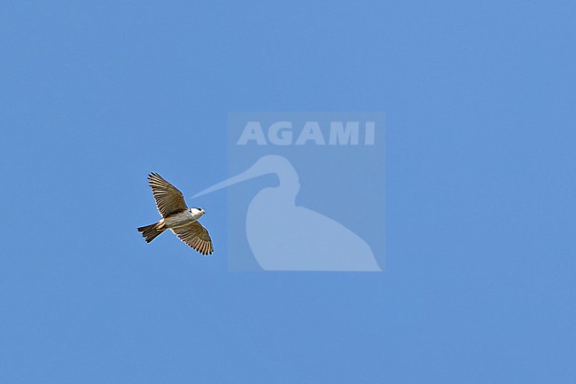Pearl kite (Gampsonyx swainsonii) in Panama. stock-image by Agami/Pete Morris,