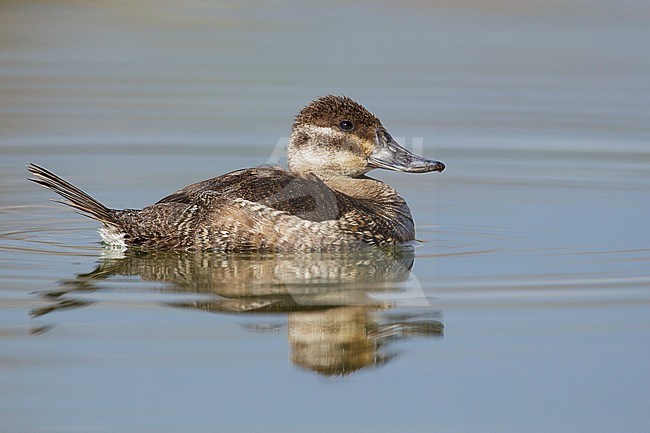 Adult female non-breeding
Maricopa Co., AZ
January 2015 stock-image by Agami/Brian E Small,