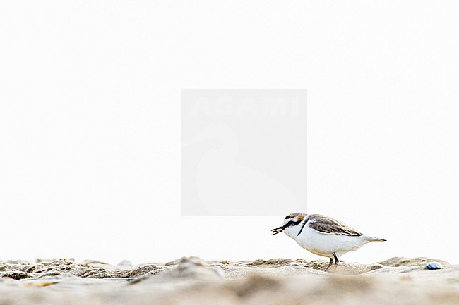 Strandplevier, Kentish Plover, Charadrius alexandrinus adult male on sand beach on north sea coast stock-image by Agami/Menno van Duijn,