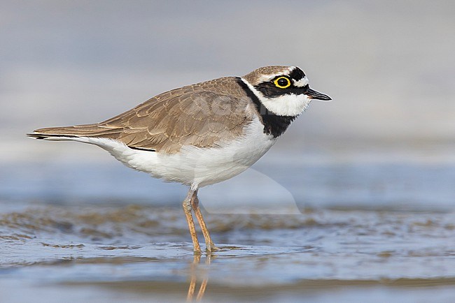Little Ringed Plover (Charadrius dubius), side view of an adult male standing on the mud, Campania, Italy stock-image by Agami/Saverio Gatto,