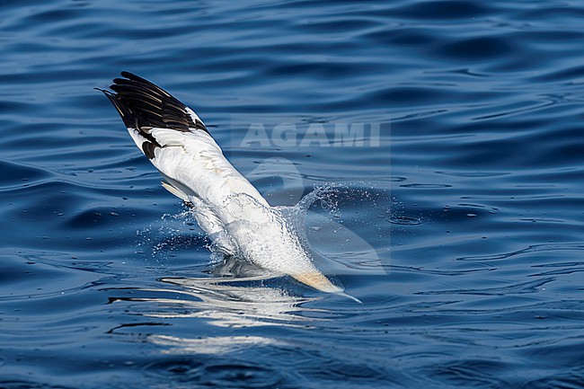 Northern Gannet (Morus bassanus) hunting for fish. stock-image by Agami/Marcel Burkhardt,