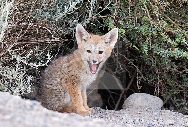 Grey Fox (Urocyon cinereoargenteus) cub near its den in Chili. stock-image by Agami/Dani Lopez-Velasco,