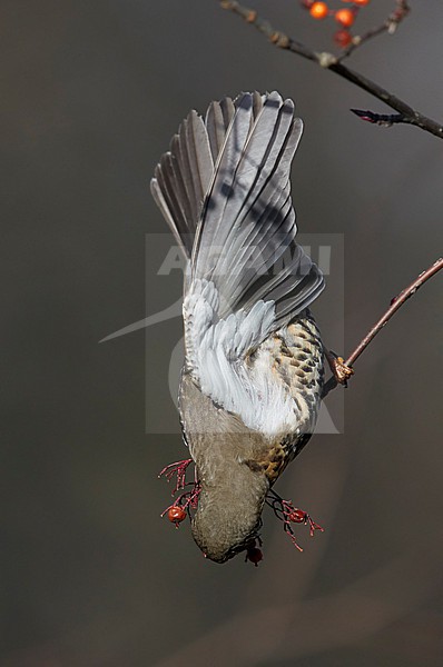 Mistle Thrush, Turdus viscivorus, eating red berries in Finland. stock-image by Agami/Tomi Muukkonen,