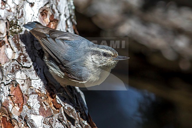 Corsicaanse Boomklever zittend in denneboom; Corsican Nuthatch perched in pinetree stock-image by Agami/Daniele Occhiato,