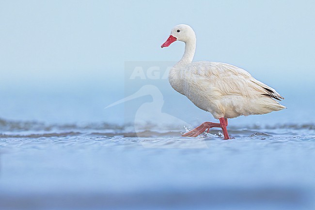 Coscoroba Swan (Coscoroba coscoroba) in Argentina stock-image by Agami/Dubi Shapiro,