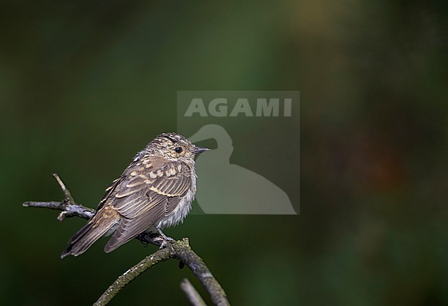 Juvenile Spotted Flycatcher (Muscicapa striata) during August in Finland. stock-image by Agami/Tomi Muukkonen,