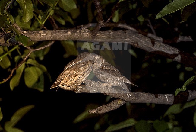 Pair of Eurasian Scops Owls (Otus scops) kissing stock-image by Agami/Alain Ghignone,