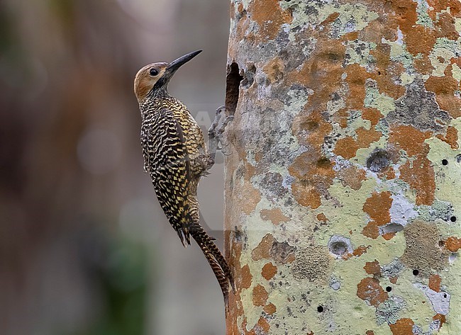 Male Fernandina's Flicker (Colaptes fernandinae) in Cuba at nest hole . stock-image by Agami/David Monticelli,