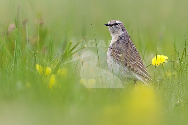 Adult Water Pipit, Anthus spinoletta, during spring in Italy. stock-image by Agami/Daniele Occhiato,