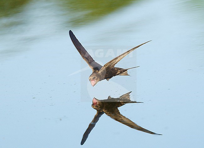 Drinking and foraging adult Common Swift (Apus apus) on a very hot weather summer day, skimming water surface by flying fast and very low with its bill wide open. Surface of the water is very smooth and calm and creating a reflection and mirror image of the bird. Bill wide open and pink throat visible stock-image by Agami/Ran Schols,