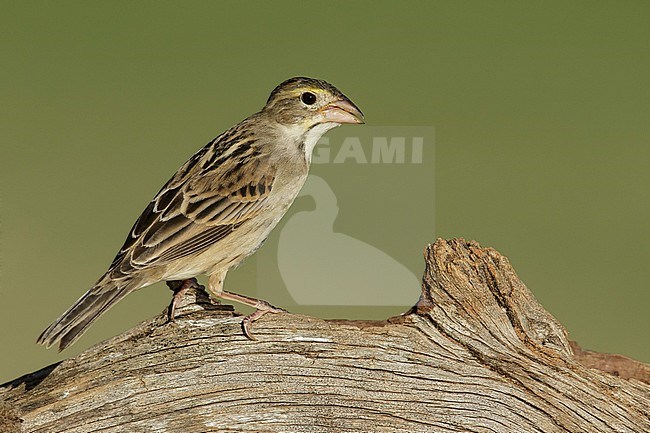 Immature male
Hidalgo Co., TX
February 2014 stock-image by Agami/Brian E Small,