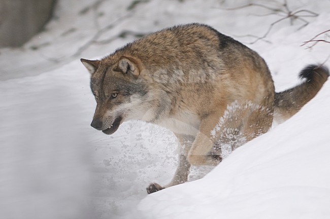 Europese Wolf in de sneeuw; European Wolf in snow stock-image by Agami/Han Bouwmeester,