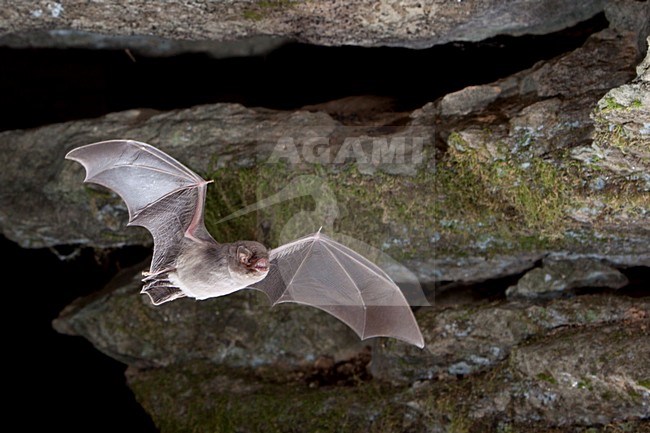 Schreibers vleermuis vliegend, Schreibers' bat flying, stock-image by Agami/Theo Douma,