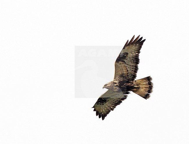 Third calendar year Rough-legged Buzzard (Buteo lagopus) wintering in The Netherlands.  This plumage is rarely seen. stock-image by Agami/Edwin Winkel,