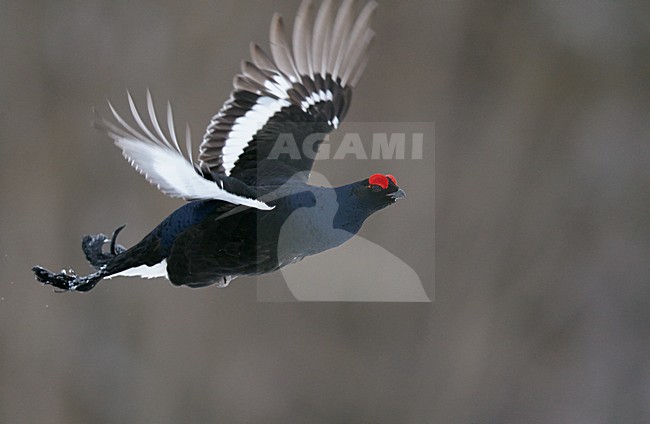 Mannetje Korhoen in de vlucht, Male Black grouse in flight stock-image by Agami/Markus Varesvuo,