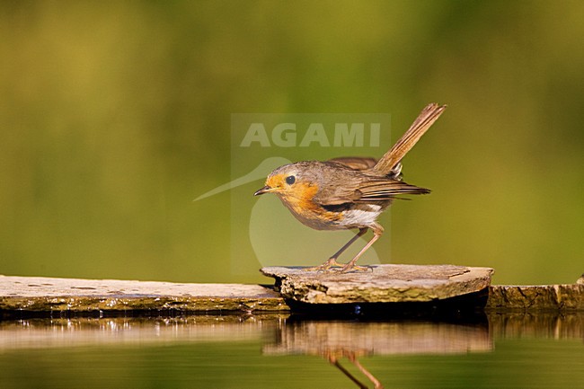 Roodborst bij drinkplaats; European Robin at drinking site stock-image by Agami/Marc Guyt,