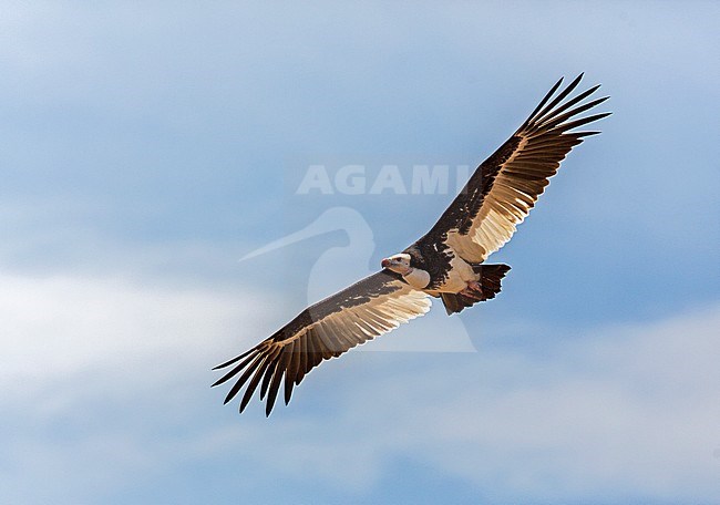 Witkopgier, White-headed Vulture, Trigonoceps occipitalis stock-image by Agami/Andy & Gill Swash ,