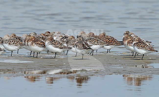 Sanderling (Calidris alba), group standing at the coast of the Waddensea, seen from the side. Birds are moulting to summer plumage. stock-image by Agami/Fred Visscher,