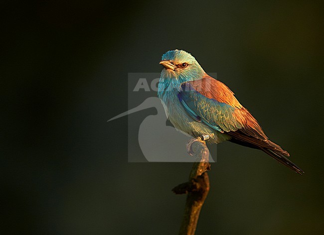 Scharrelaar volwassen zittend; European Roller adult perched stock-image by Agami/Markus Varesvuo,