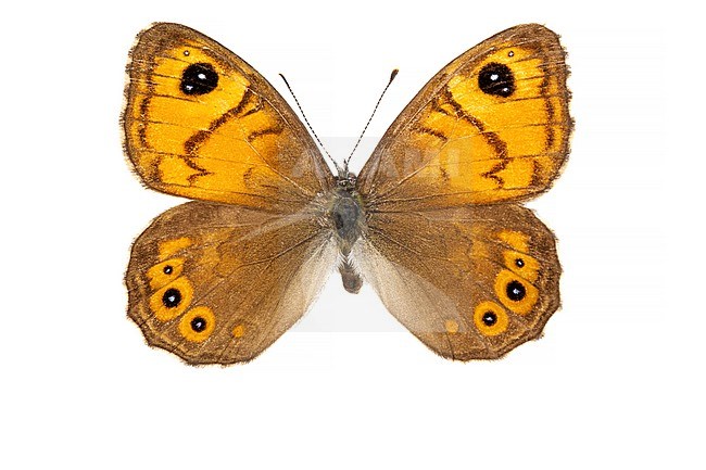 Large Wall Brown, Rotsvlinder; Lasiommata maera f adrasta stock-image by Agami/Wil Leurs,