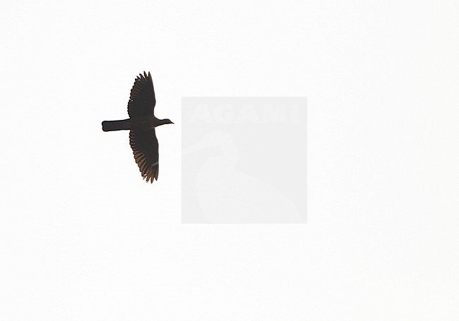 Flying Pale-capped Pigeon (Columba punicea) at Tmat Boey in Cambodia. stock-image by Agami/James Eaton,