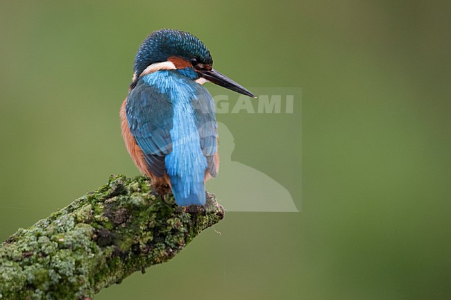 IJsvogel zittend; Common Kingfisher perched stock-image by Agami/Han Bouwmeester,