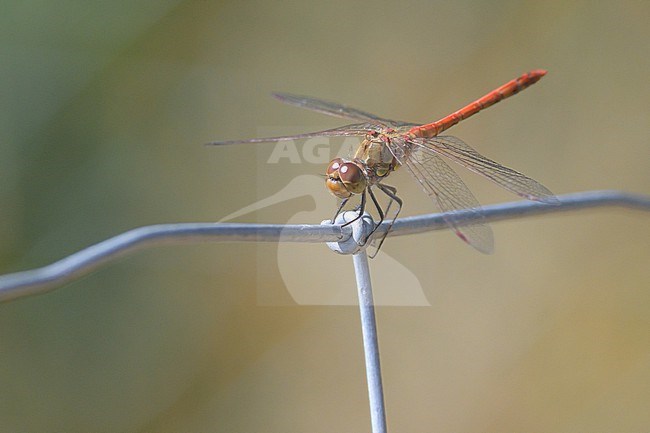 Common darter (Sympetrum striolatum) resting on a fence, with the vegetation as background. stock-image by Agami/Sylvain Reyt,