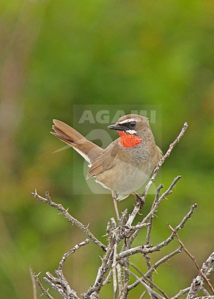 Roodkeelnachtegaal man zittend; Siberian Rubythroat male perched stock-image by Agami/Pete Morris,