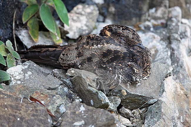 A female Lyre-tailed Nightjar (Uropsalis lyra lyra) resting on a cliff at Queremal, Colombia. stock-image by Agami/Tom Friedel,