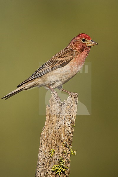  stock-image by Agami/Brian E Small,