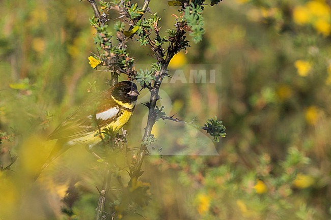 Adult male Yellow-breasted Bunting (Emberiza aureola aureola) in the Baikal in Russia. stock-image by Agami/Ralph Martin,