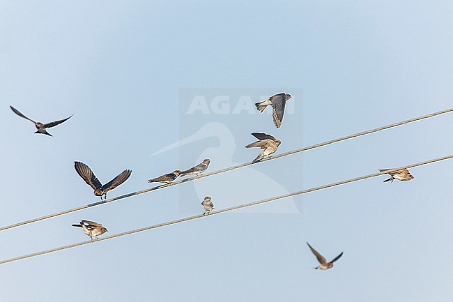 Streak-throated swallow (Petrochelidon fluvicola) in India during autumn. Flock of swallows perched on wire. stock-image by Agami/Marc Guyt,