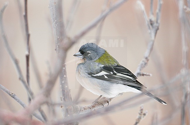 Afrikaanse Vink op takje; North African Chaffinch on branch stock-image by Agami/Markus Varesvuo,