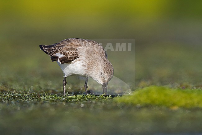 Dunlin - Alpenstrandläufer - Calidris alpina, Oman, adult stock-image by Agami/Ralph Martin,