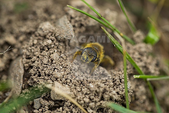 Halictus scabiosae - Great banded furrow-bee - Gelbbindige Furchenbiene, Germany, imago, female stock-image by Agami/Ralph Martin,