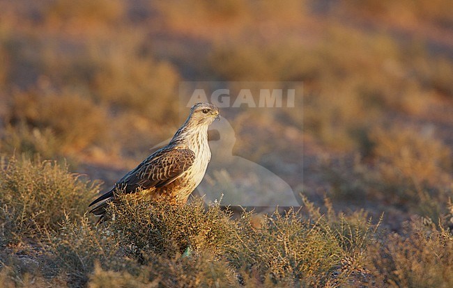 Atlas Long-legged Buzzard (Buteo refines cirtensis) sitting on the ground in desert scrub. stock-image by Agami/Arie Ouwerkerk,