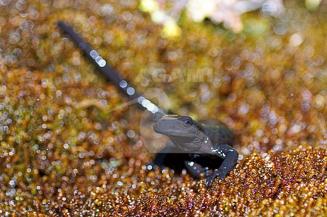 Lanza’s (Alpine) Salamander (Salamandra lanzai ) taken the 13/09/2022 at Ristolas - France. stock-image by Agami/Nicolas Bastide,