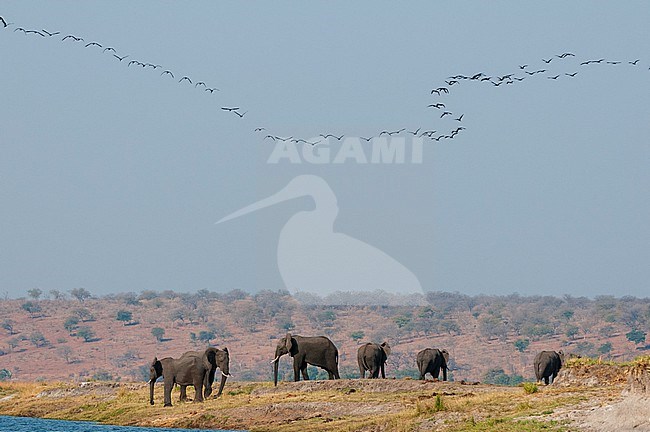 A herd of African elephants, Loxodonta africana, along Chobe River. A flock of birds flies overhead. Chobe River, Chobe National Park, Botswana. stock-image by Agami/Sergio Pitamitz,