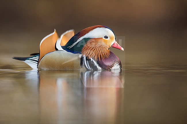 Drake Mandarin Duck (Aix galericulata) in Germany. stock-image by Agami/Ralph Martin,