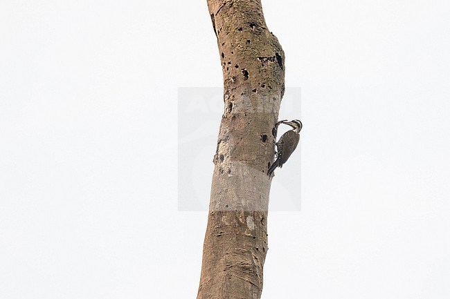 Fire-bellied Woodpecker (Chloropicus pyrrhogaster) in Ghana. stock-image by Agami/Pete Morris,