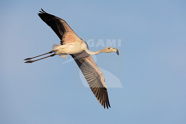 Greater Flamingo (Phoenicopterus roseus), side view of a juvenile in flight, Campania, Italy stock-image by Agami/Saverio Gatto,