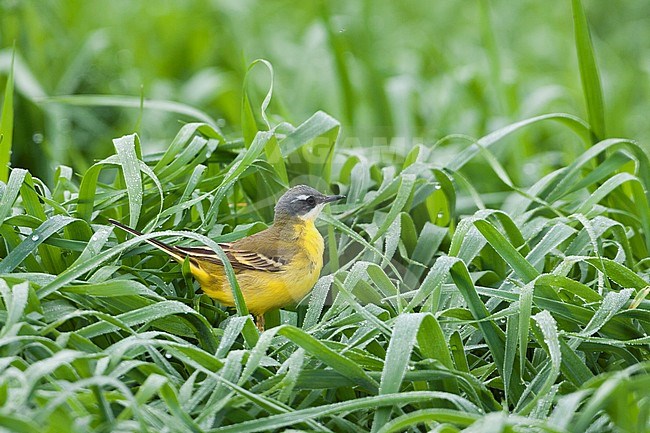 Iberian Yellow Wagtail - Spanische Schafstelze - Motacilla flava ssp. iberiae, Mallorca, adult male stock-image by Agami/Ralph Martin,
