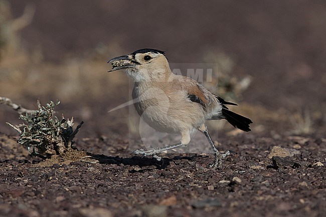 Adult Mongolian Ground-Jay or Henderson's Ground-Jay (Podoces hendersoni) running on the rocky ground of the Govi desert with a cicada in its beak stock-image by Agami/Mathias Putze,