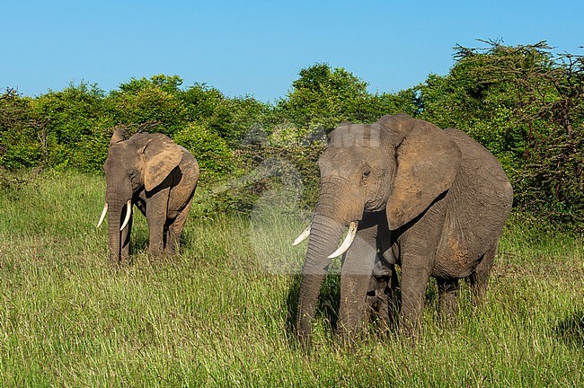 African elephants, Loxodonta africana, and a nursing calf. Masai Mara National Reserve, Kenya. stock-image by Agami/Sergio Pitamitz,