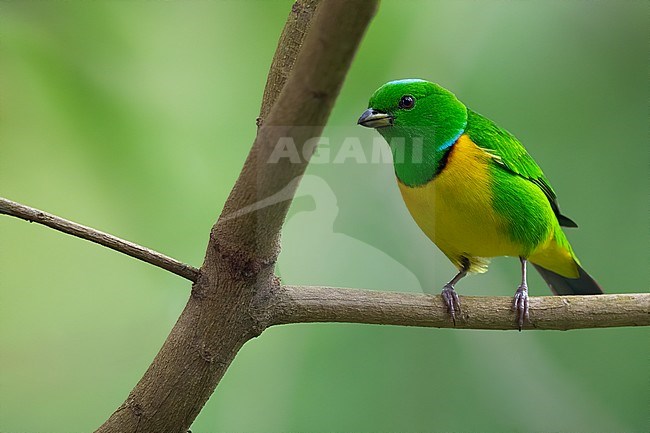 Male Blue-crowned Chlorophonia (Chlorophonia occipitalis) perched on a branch in a montane rainforest in Guatemala. stock-image by Agami/Dubi Shapiro,