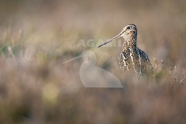 Great Snipe, (Gallinago media) displaying at the breeding ground in Norway. stock-image by Agami/Marcel Burkhardt,