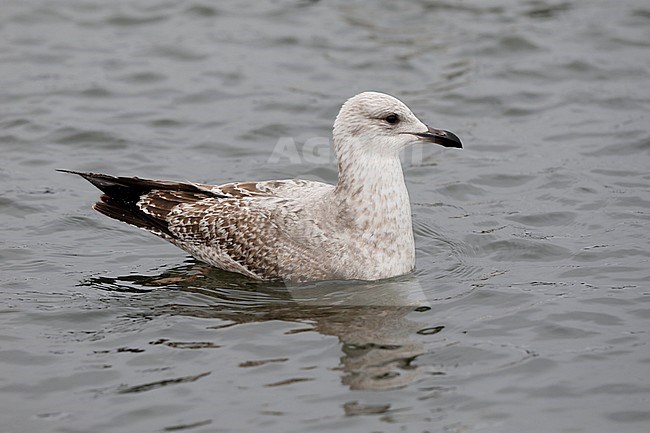Onvolwassen Amerikaanse Zilvermeeuw; Immature American Herring Gull (Larus smithonianus) stock-image by Agami/Chris van Rijswijk,