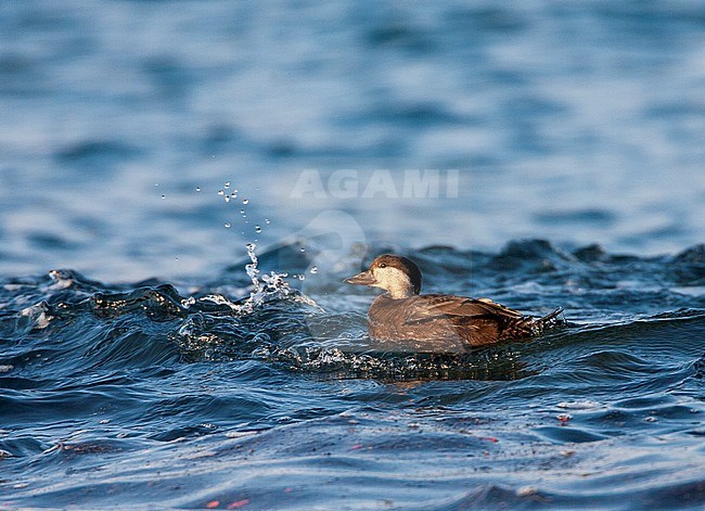 Wintering female Black Scoter (Melanitta americana) offshore in Hokkaido, Japan. Swimming at a water break just off the coast. stock-image by Agami/Marc Guyt,